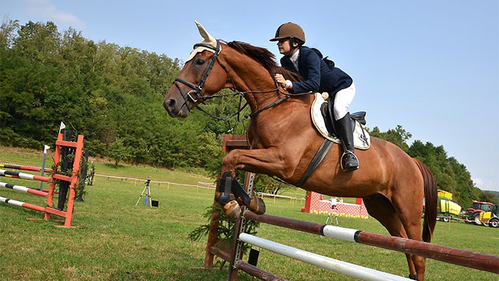 sky and sand marbella luxury concierge service - Horse